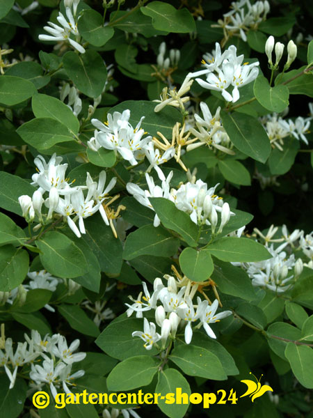 Heckenkirsche (Lonicera xylosteum)