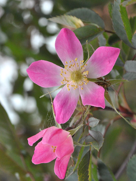 Rotblättrige Rose, blaue Hechtrose (Rosa glauca)