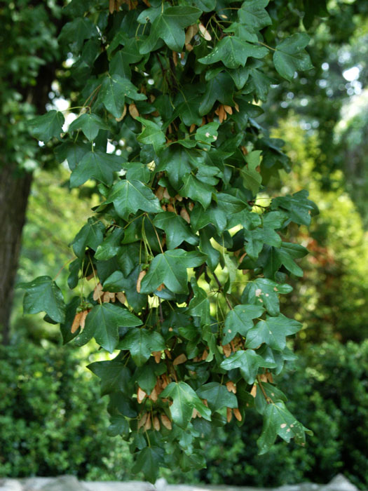 Französischer Ahorn, Felsenahorn, Burgenahorn (Acer monspessulanum)