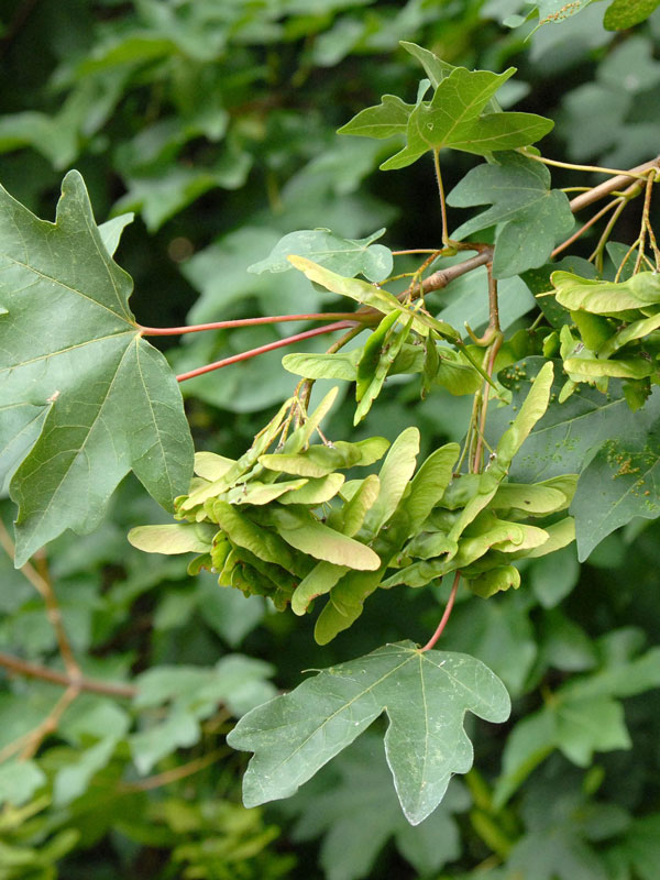 Feldahorn (Acer campestre)