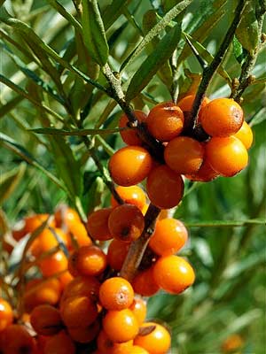 Sanddorn (Hippophae rhamnoides)