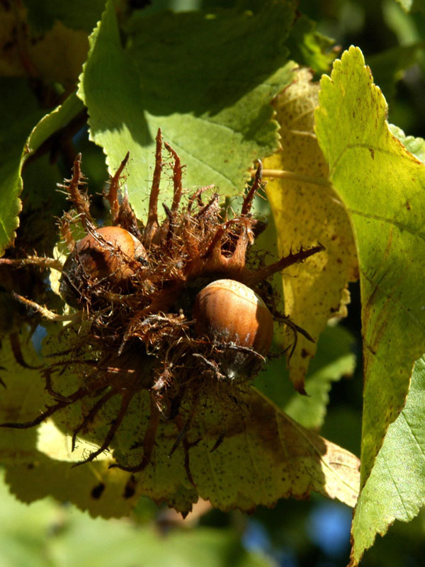 Baumhasel (Corylus colurna)