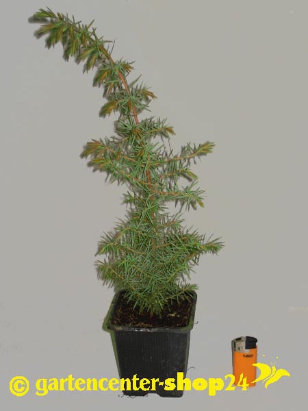 Gemeiner Wacholder (Juniperus communis)