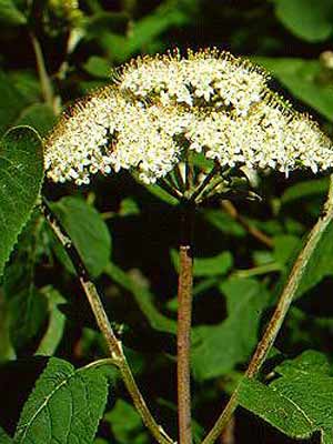 Wolliger Schneeball (Viburnum lantana)