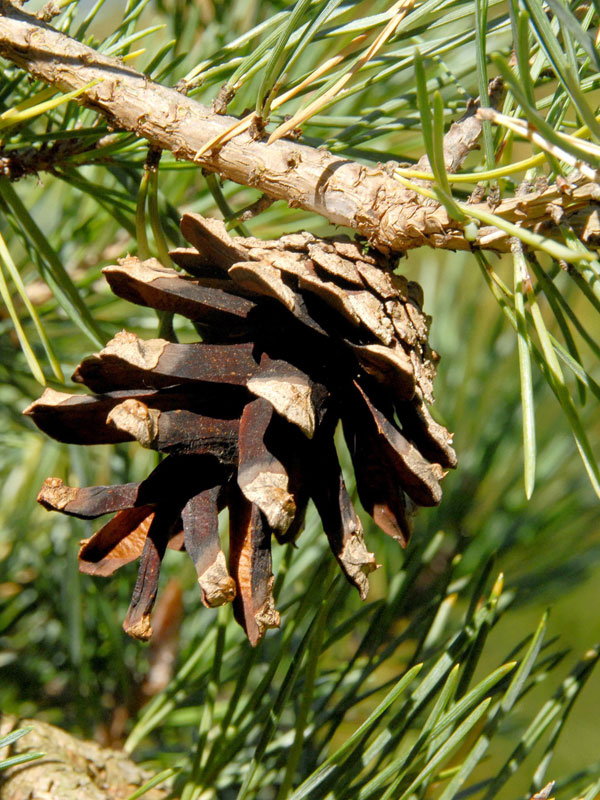 Kiefer/Föhre (Pinus sylvestris)