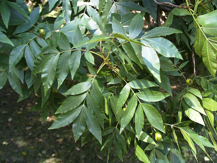 Pekannuss (Carya illinoiensis)