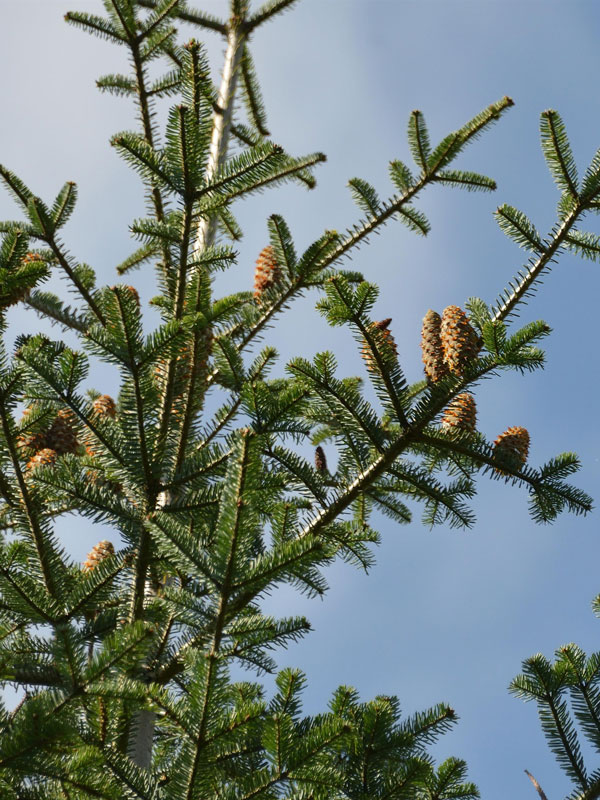 Weisstanne (Abies alba)