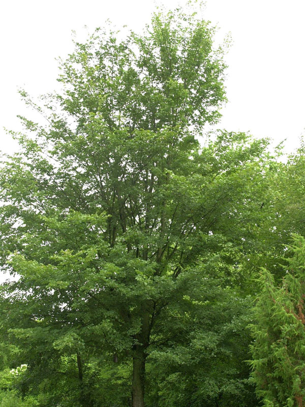 Flatterulme (Ulmus laevis)