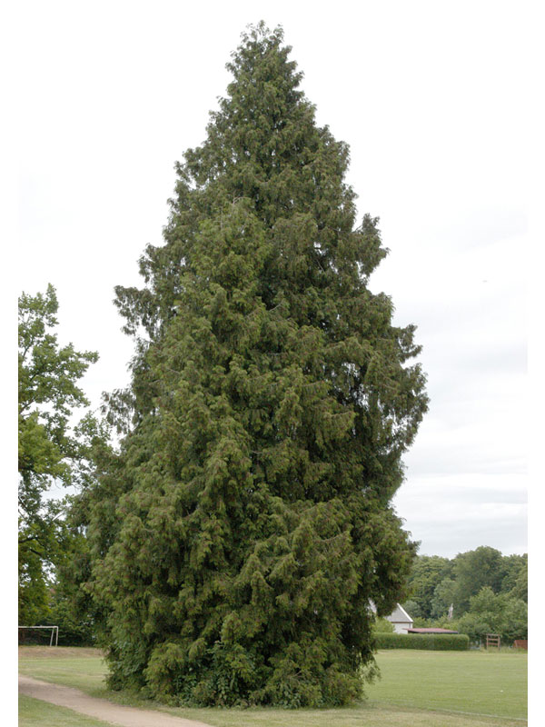 Riesenlebensbaum, Rotzeder (Thuja plicata)