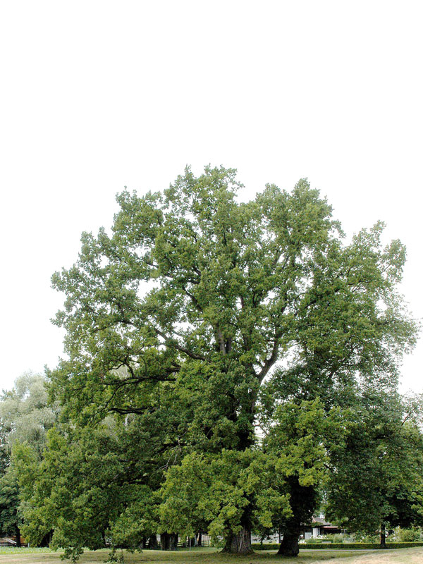 Stieleiche (Quercus robur)