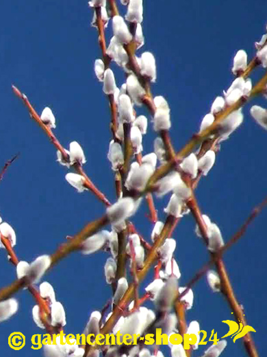 Salix caprea (Salweide, Palmweide)