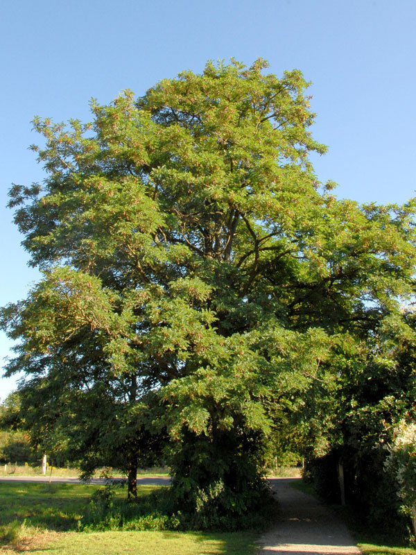 Robinie (Robinia pseudoacacia), Scheinakazie