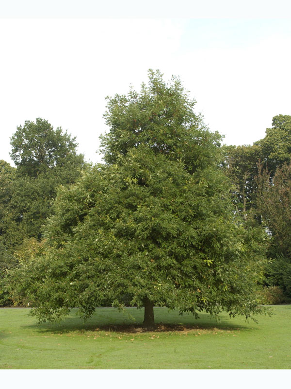 Leierblättrige-Eiche (Quercus lyrata)