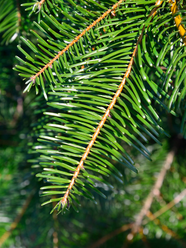 Große Küstentanne (Abies grandis)