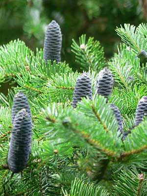 Veitchstanne (Abies veitchii)