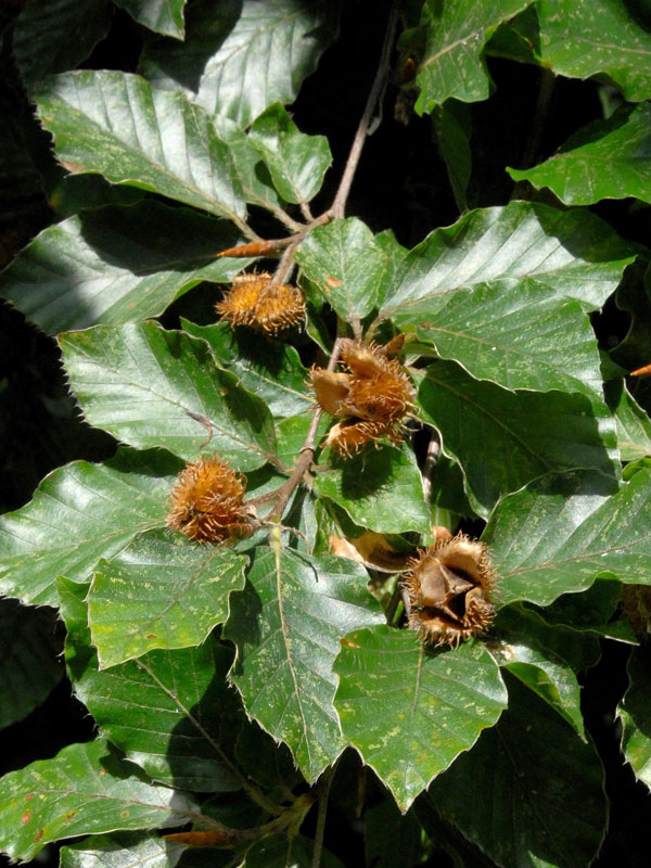 Rotbuche (Fagus sylvatica)