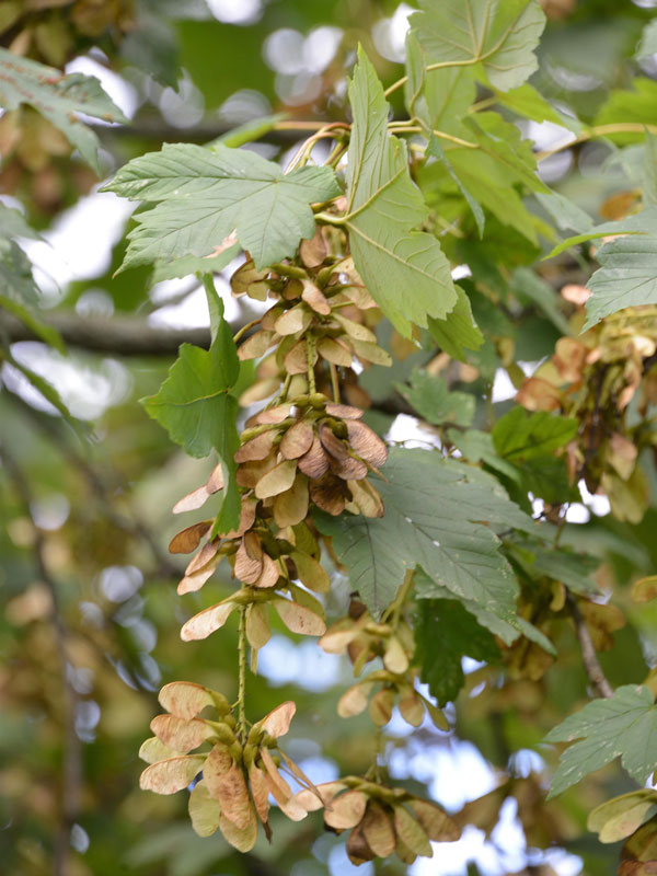 Bergahorn (Acer pseudoplatanus)