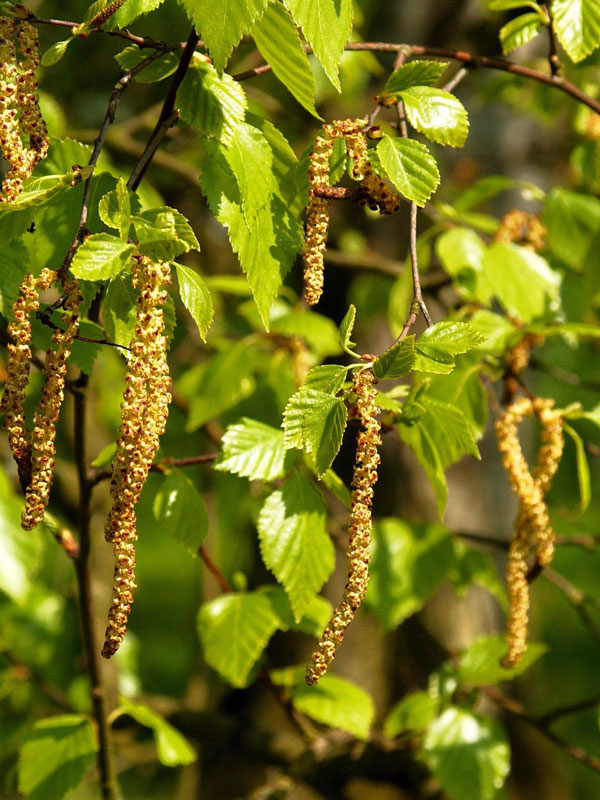 Moorbirke (Betula pubescens)