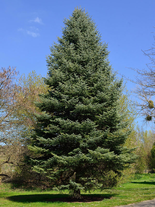 Silbertanne/Koloradotanne, Grautanne (Abies concolor)