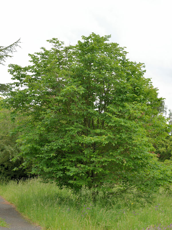 Bergulme (Ulmus glabra)