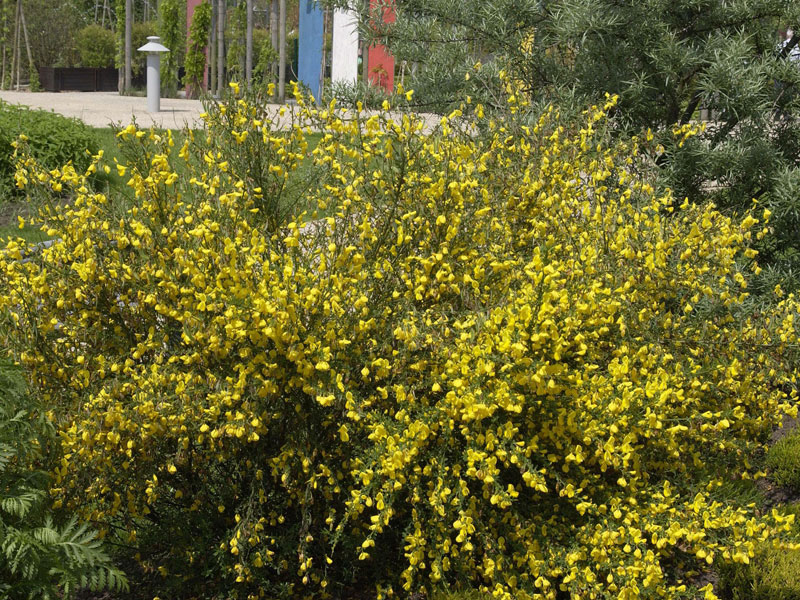 Besenginster (Cytisus scoparius)