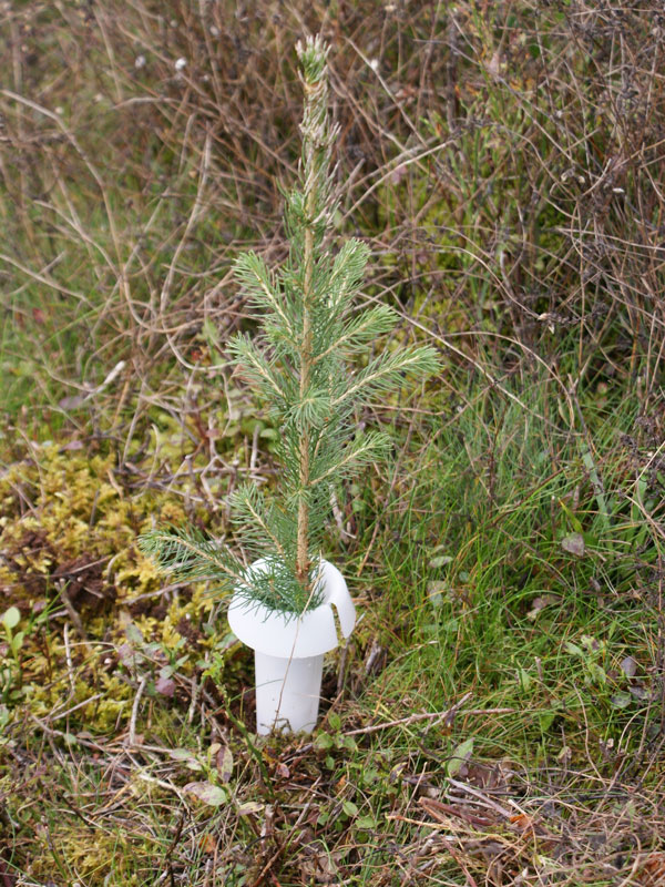 PlantaGard Rüsselkäferschutzkragen HyloPro (Art.Nr. DO73-129)