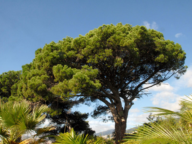 Pinie (Pinus pinea)