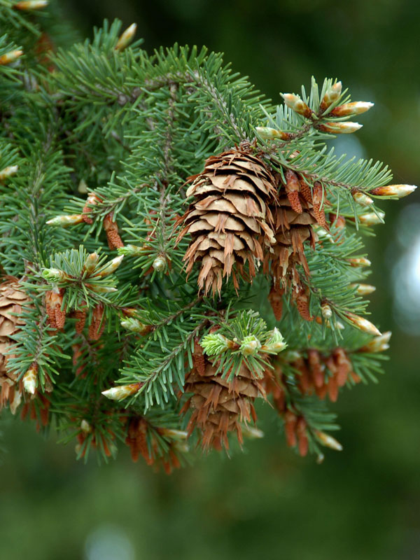 Douglasie (Pseudotsuga menziesii)