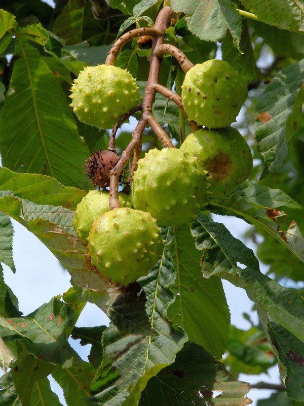 Rosskastanie (Aesculus hippocastaneum)