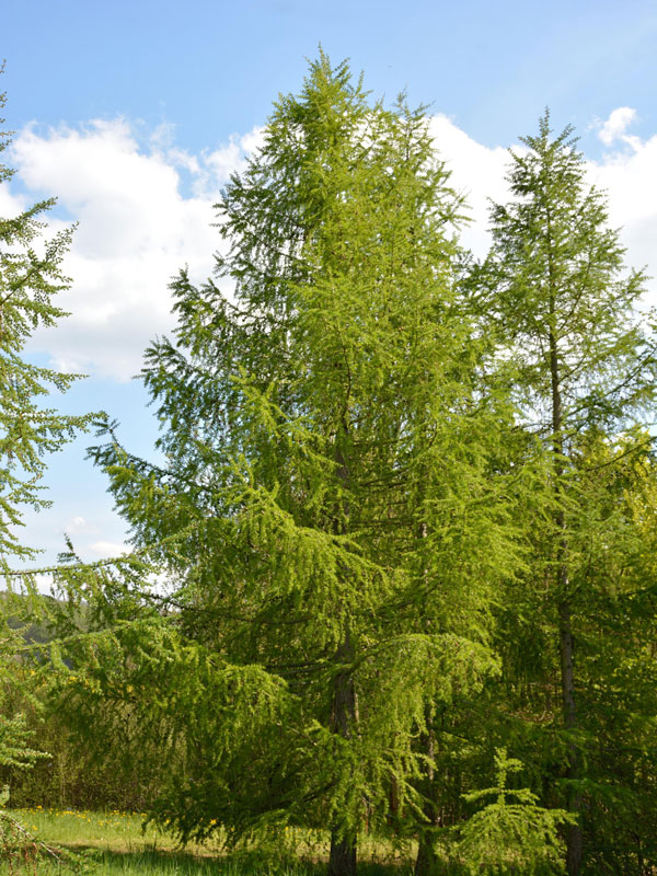 Hybridlärche (Larix x eurolepis)