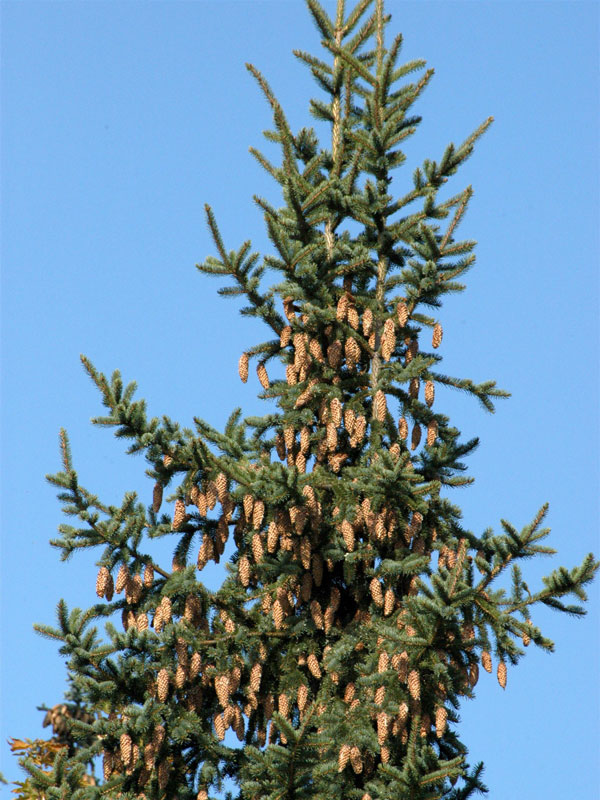 Blaufichte, Blautanne (Picea pungens glauca)