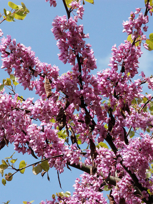 Judasbaum (Cercis siliquastrum)