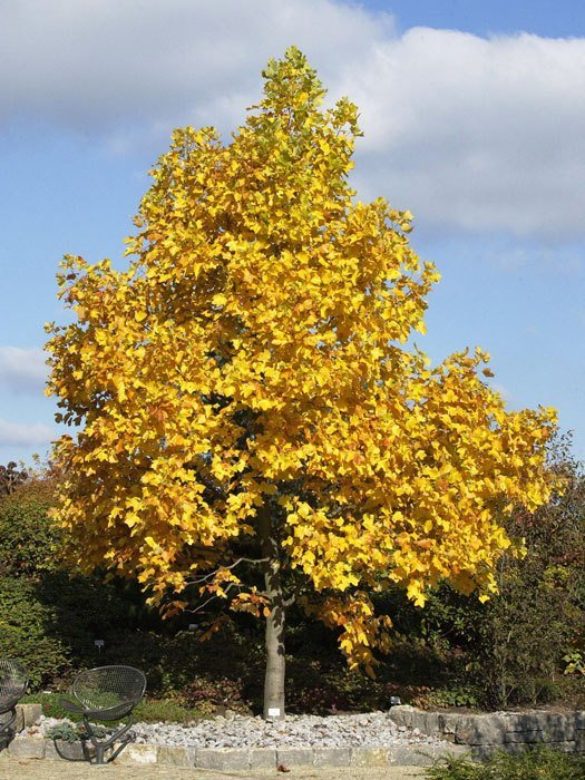 Tulpenbaum (Liriodendron tulipifera)