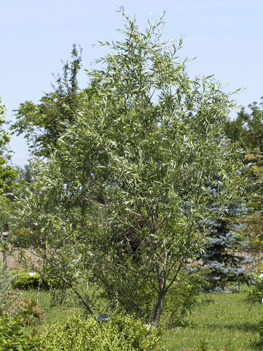 Purpurweide (Salix purpurea)