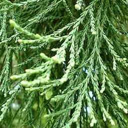 Mammutbaum (Sequoia)