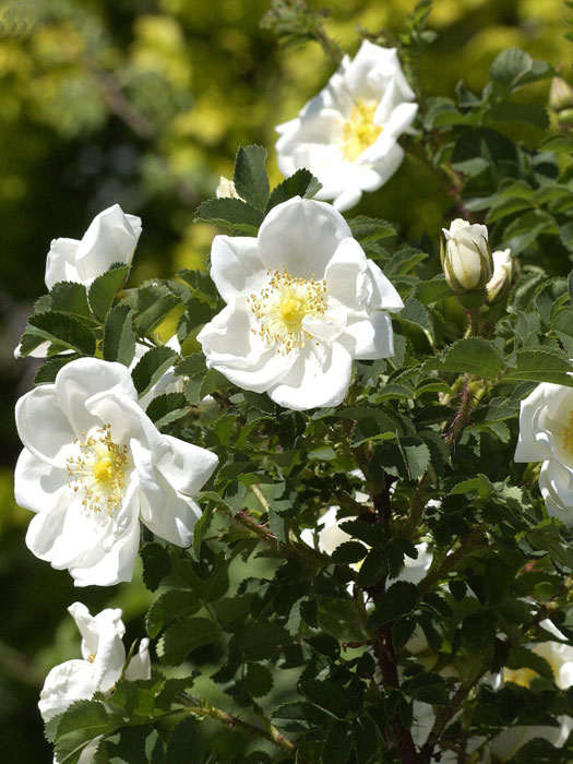 Bibernellrose, Rosa pimpinellifolia (spinosissima)