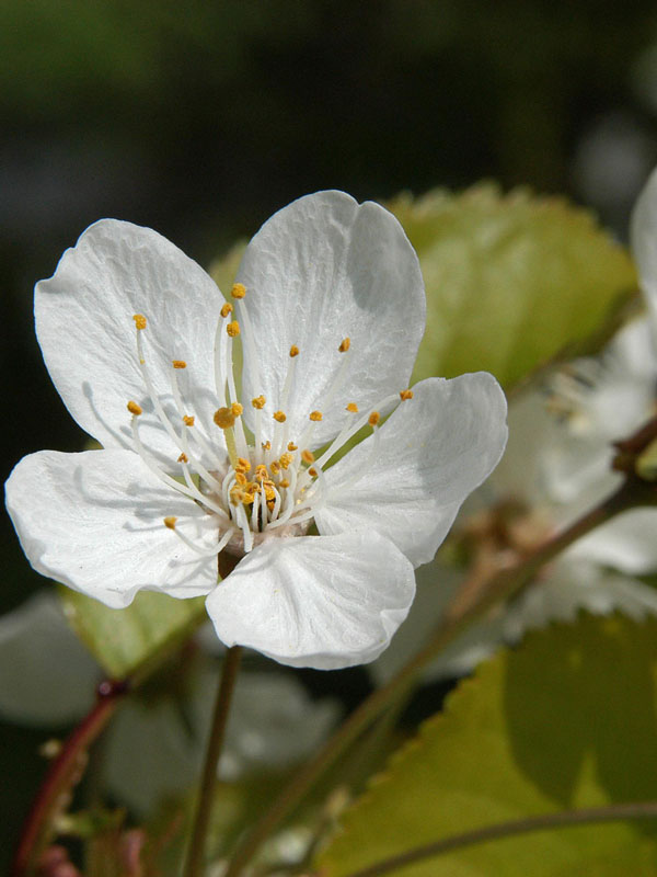 Wildkirsche (Prunus avium) Vogelkirsche - XL Produkt