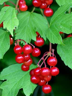 Gemeiner Schneeball (Viburnum opulus)