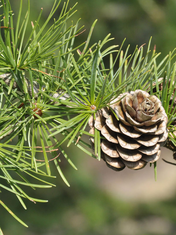 Europaeische Lärche (Larix decidua)