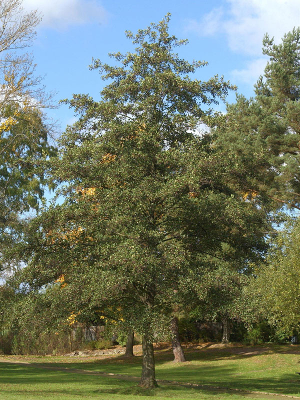 Schwarzerle (Alnus glutinosa) Roterle - XL Produkt