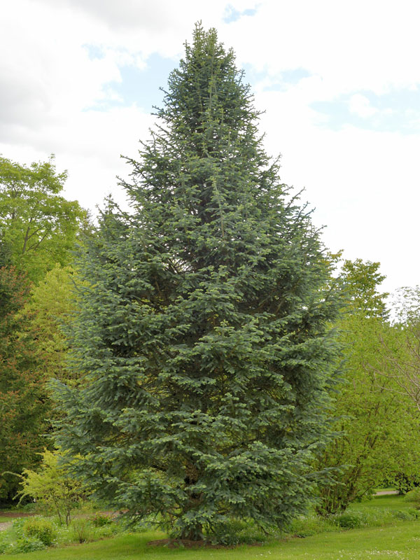 Korktanne (Abies lasiocarpa arizonica)