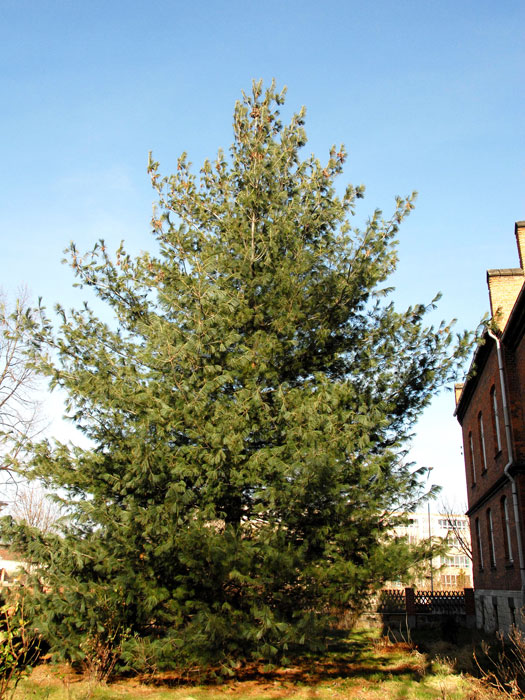 Tränenkiefer (Pinus wallichiana)