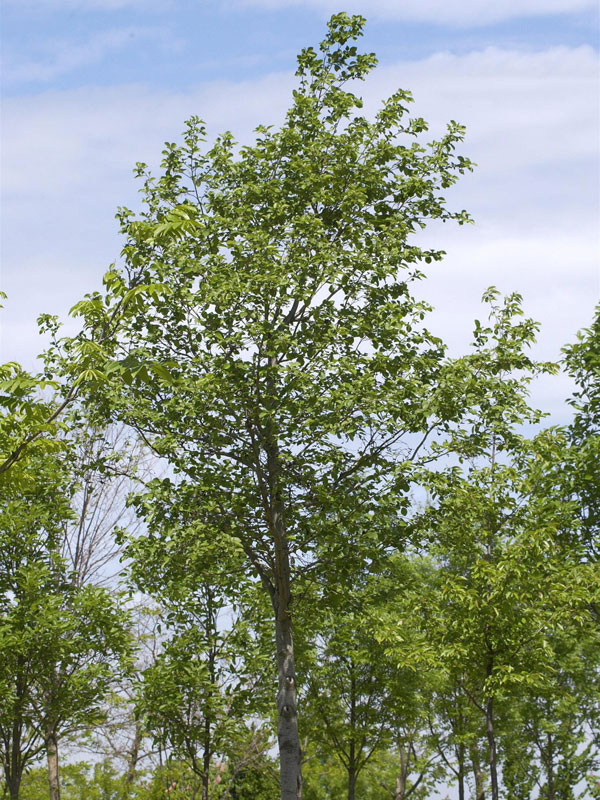 Weisserle (Alnus incana) Grauerle