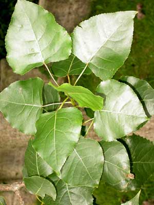 Pappel (Populus ssp. Hybr.) - XL-Produkt