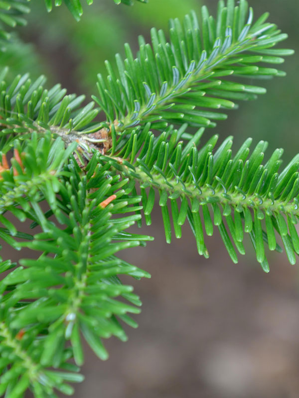 Frasertanne (Abies fraseri)