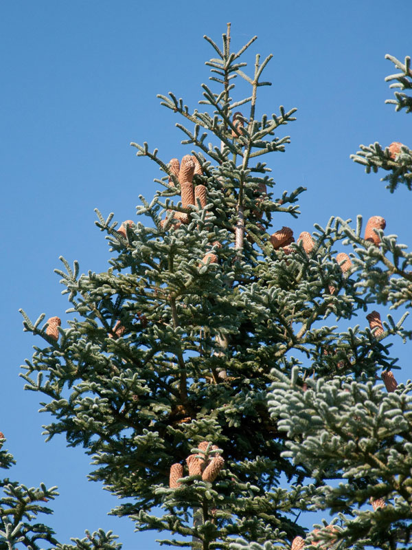 Nobilis, Pazifische Edeltanne (Abies procera/nobilis) Nobilis-Tanne