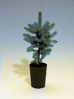 Blaufichte, Blautanne (Picea pungens glauca)