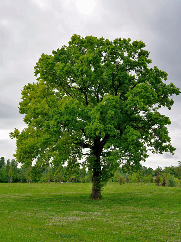 Ungarische Eiche (Quercus frainetto)