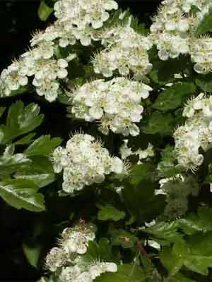 Zweigriffliger Weissdorn (Crataegus laevigata)