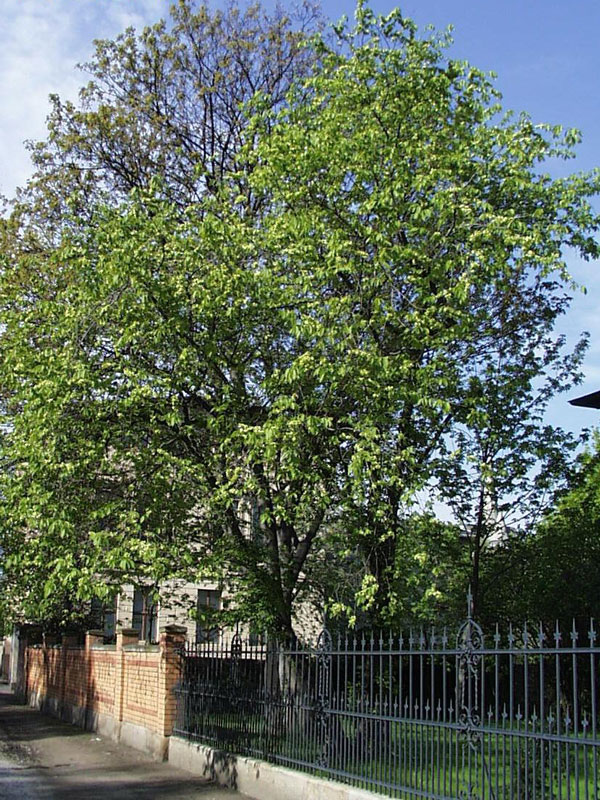 Feldulme (Ulmus carpinifolia)